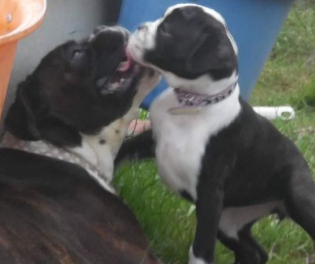 Les mama  boxer 