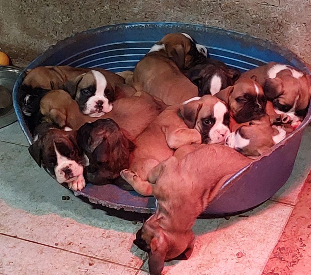 Bb boxer né chez nous 
