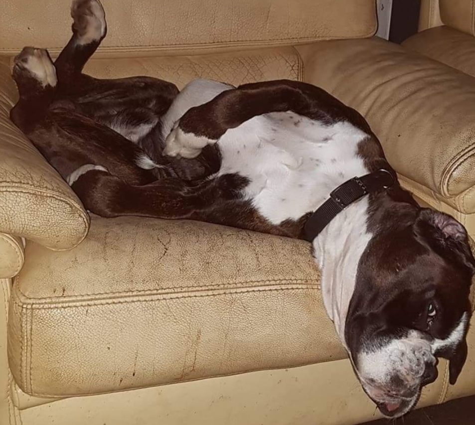 Les papa boxer 